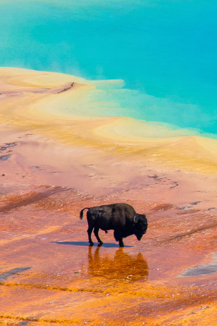 Grand Prismatic Spring