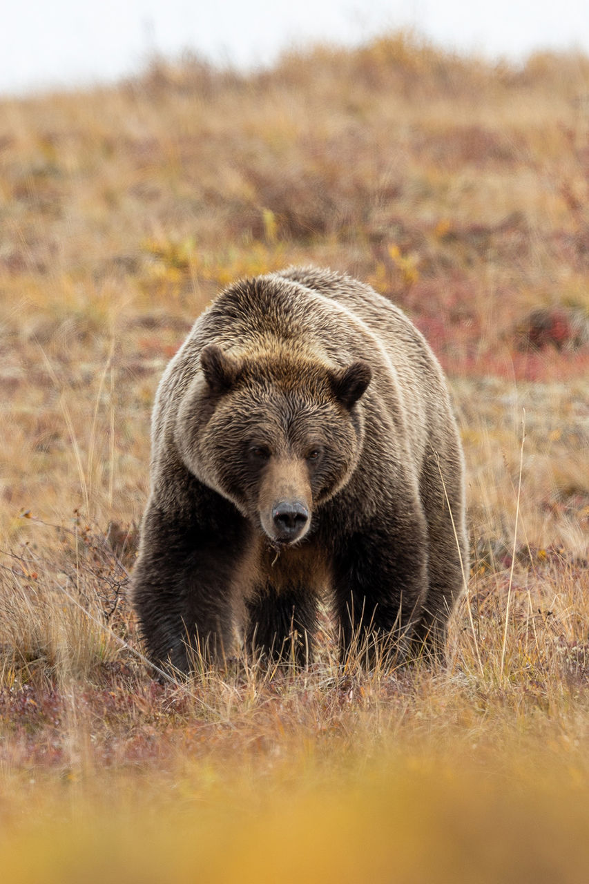 Grizzly Bear