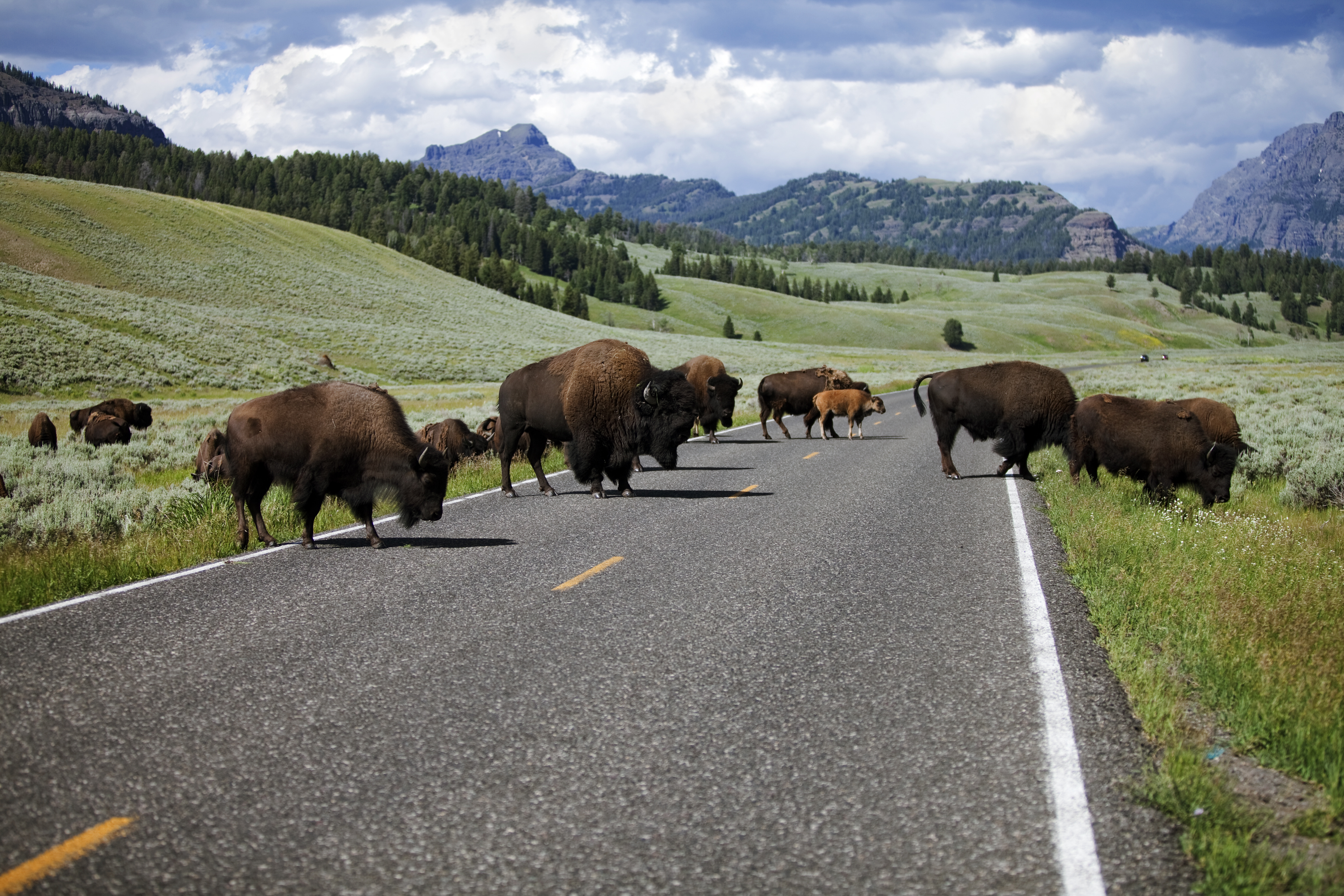 private tours of yellowstone national park